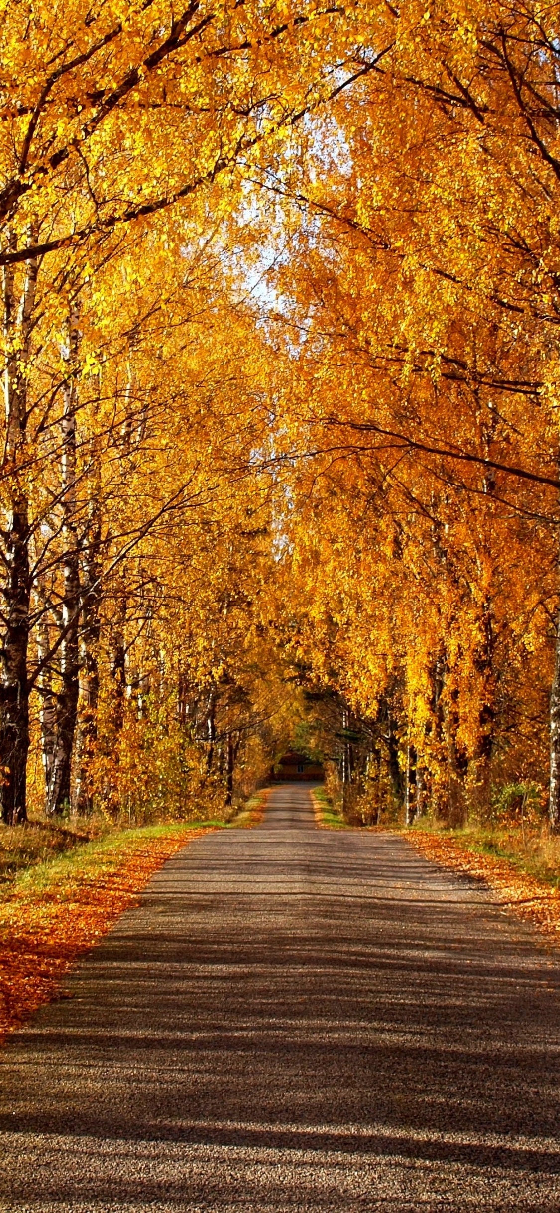 Gray Concrete Road Between Brown Trees During Daytime. Wallpaper in 1125x2436 Resolution