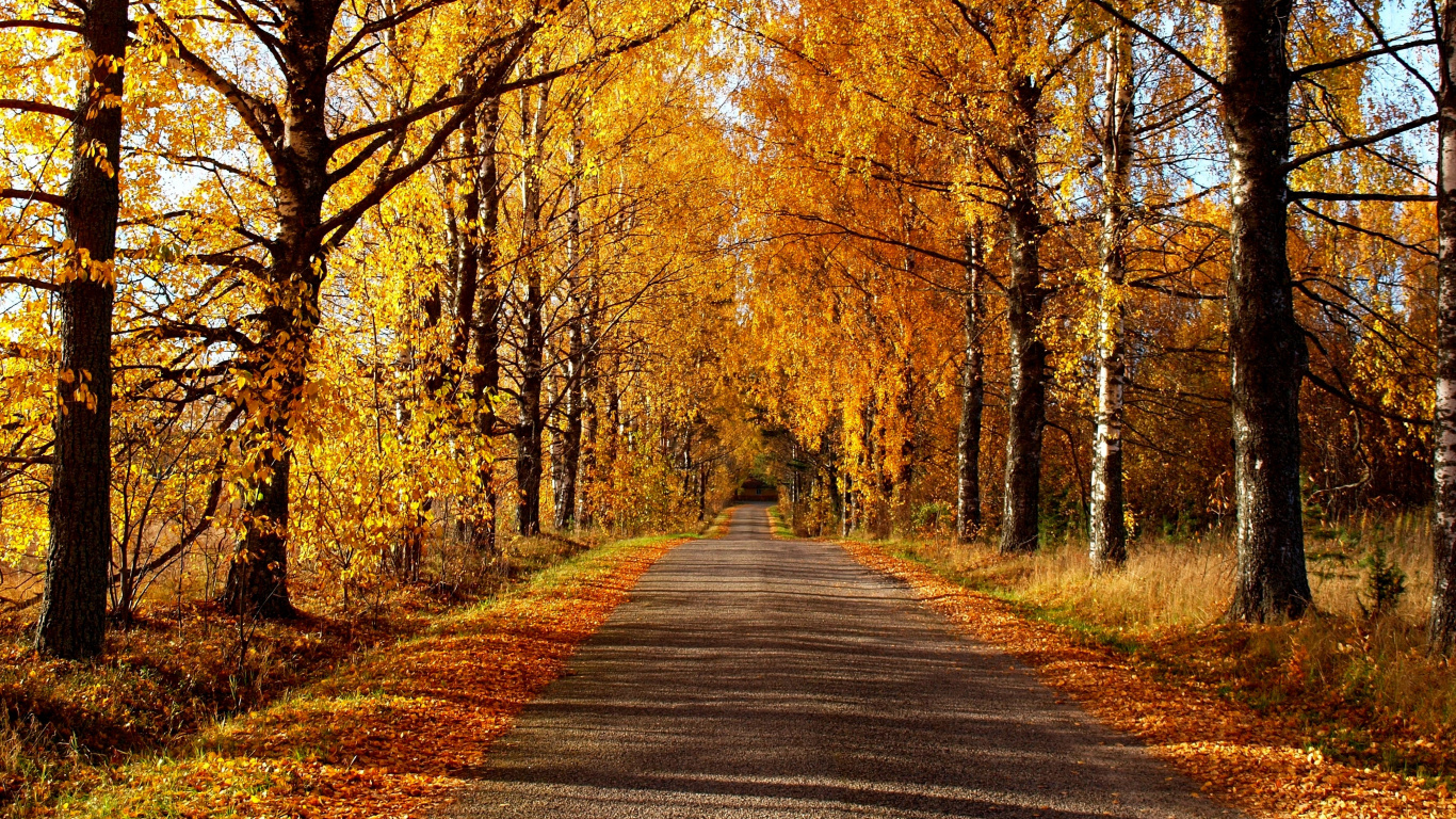 Gray Concrete Road Between Brown Trees During Daytime. Wallpaper in 1366x768 Resolution