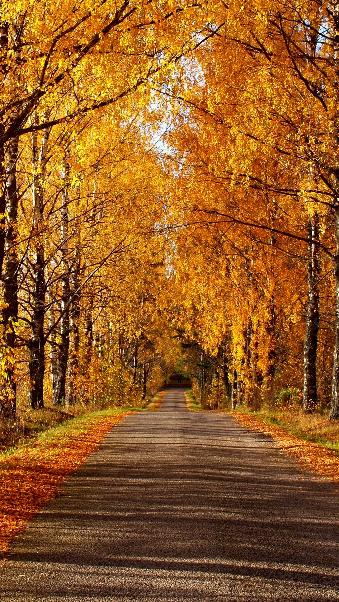 Gray Concrete Road Between Brown Trees During Daytime. Wallpaper in 1440x2560 Resolution