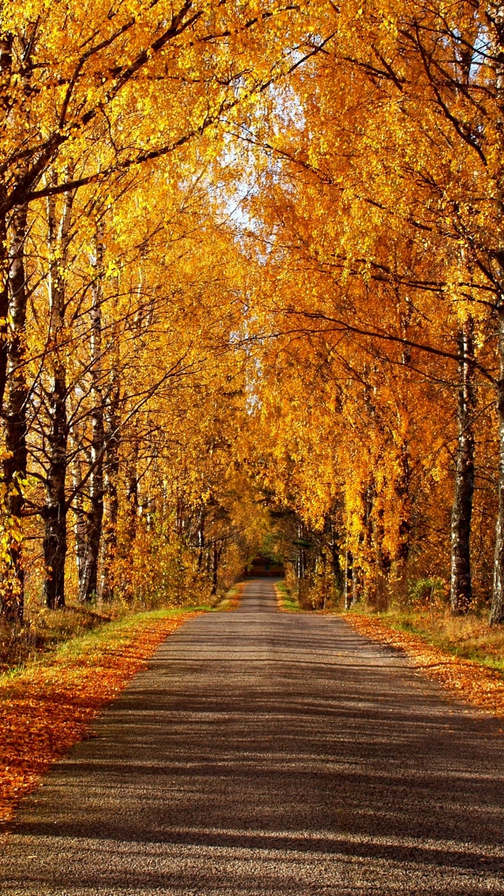 Gray Concrete Road Between Brown Trees During Daytime. Wallpaper in 720x1280 Resolution