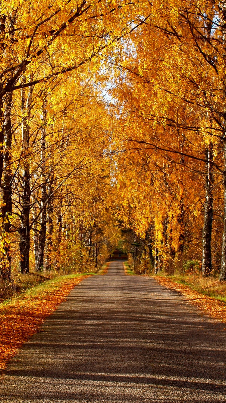 Gray Concrete Road Between Brown Trees During Daytime. Wallpaper in 750x1334 Resolution