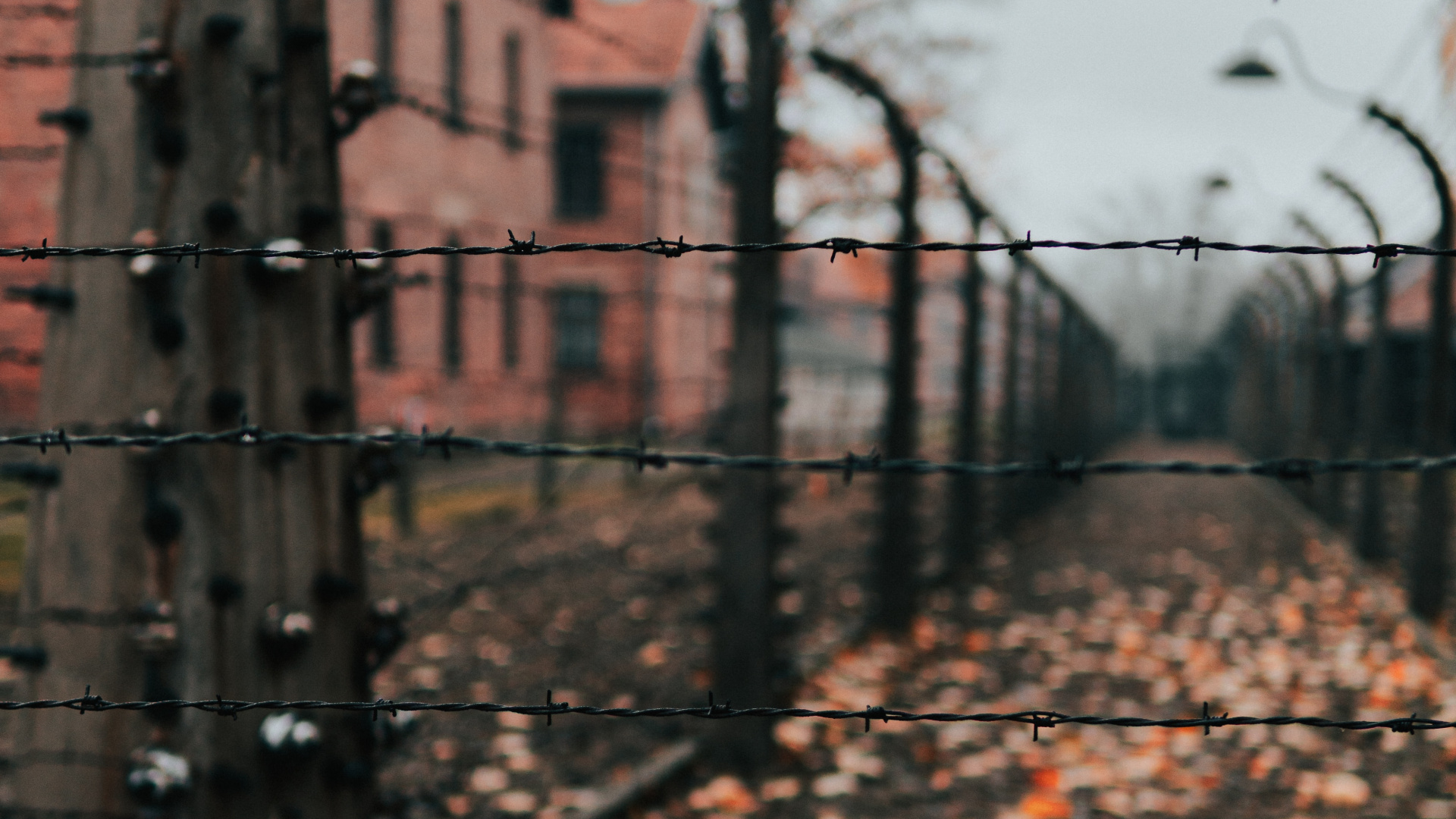 Arbre nu Brun Près du Bâtiment en Béton Brun Pendant la Journée. Wallpaper in 1920x1080 Resolution