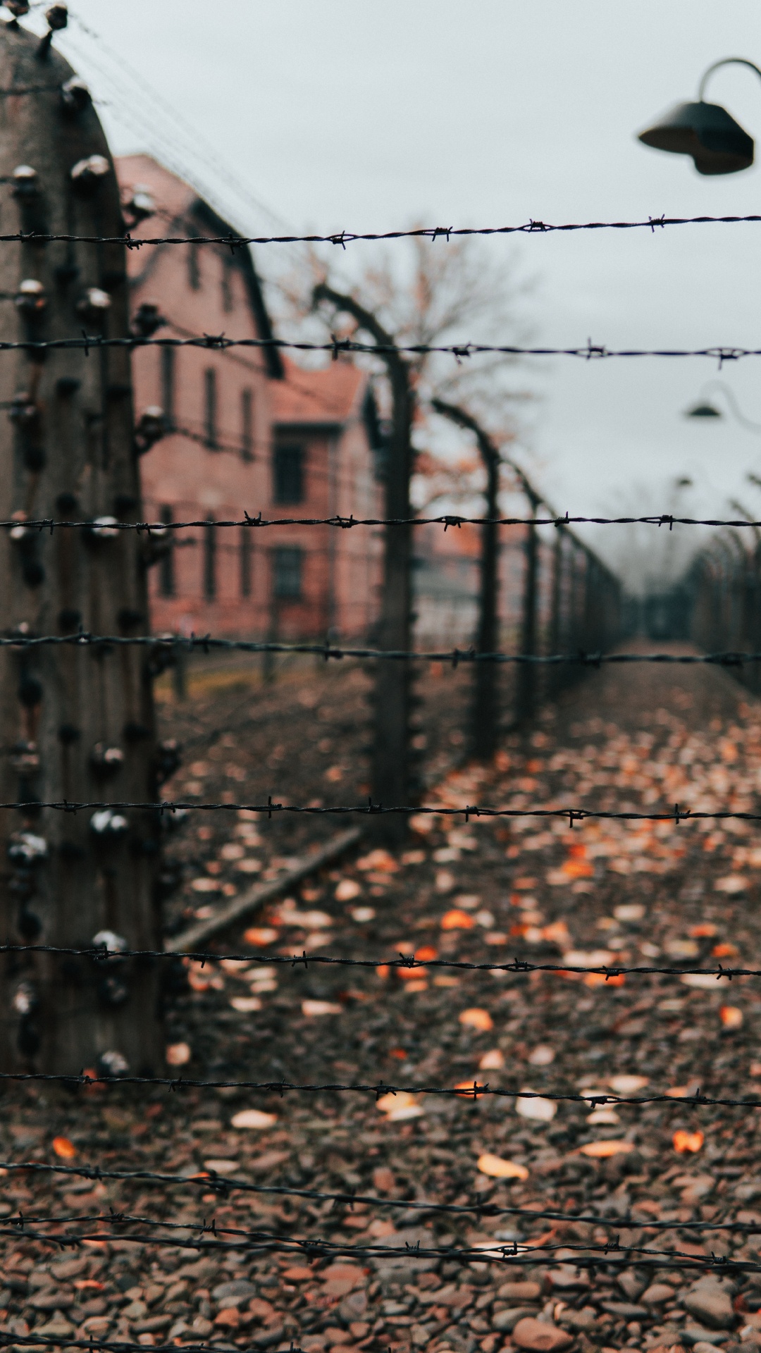 Brauner Kahler Baum in Der Nähe Von Braunem Betongebäude Tagsüber. Wallpaper in 1080x1920 Resolution