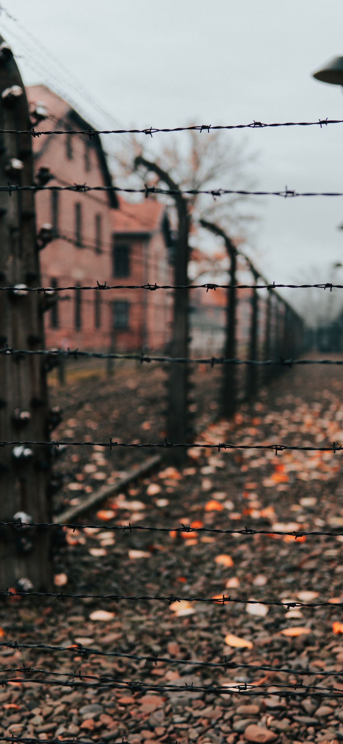 Brauner Kahler Baum in Der Nähe Von Braunem Betongebäude Tagsüber. Wallpaper in 1125x2436 Resolution