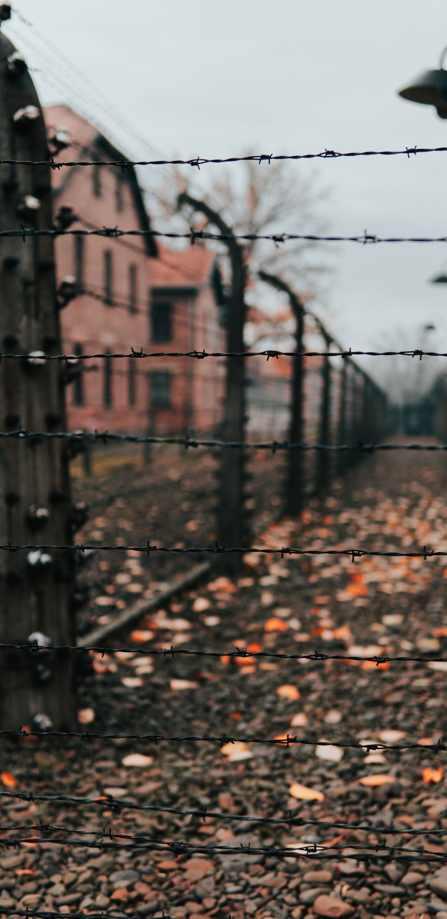 Brauner Kahler Baum in Der Nähe Von Braunem Betongebäude Tagsüber. Wallpaper in 1440x2960 Resolution