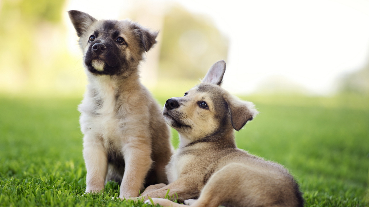 小狗, 品种的狗, 草, 伴侣的狗, 狗喜欢哺乳动物 壁纸 1280x720 允许