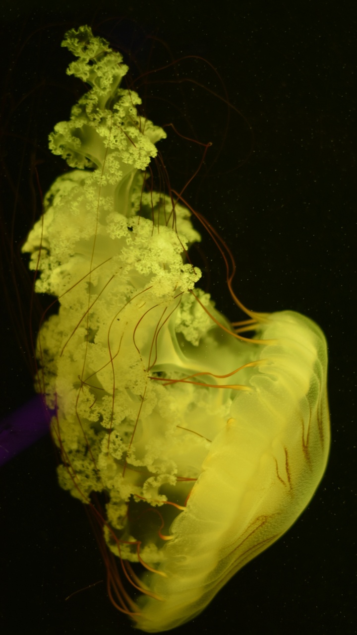 Corps Humain, Sculpture, Art, Liquid, Sous-marin. Wallpaper in 720x1280 Resolution