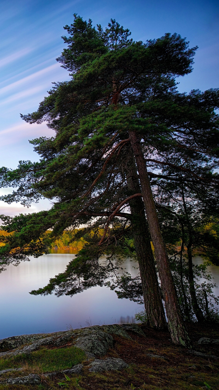 Árboles Verdes Junto al Lago Bajo un Cielo Azul Durante el Día. Wallpaper in 750x1334 Resolution