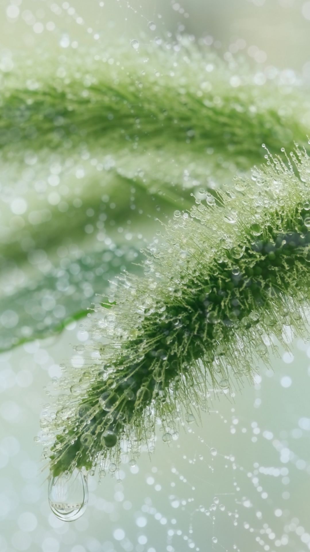 Lluvia Hierba Lluvia Gota de Agua, Planta, Agua, Cabello, Planta Terrestre. Wallpaper in 1080x1920 Resolution