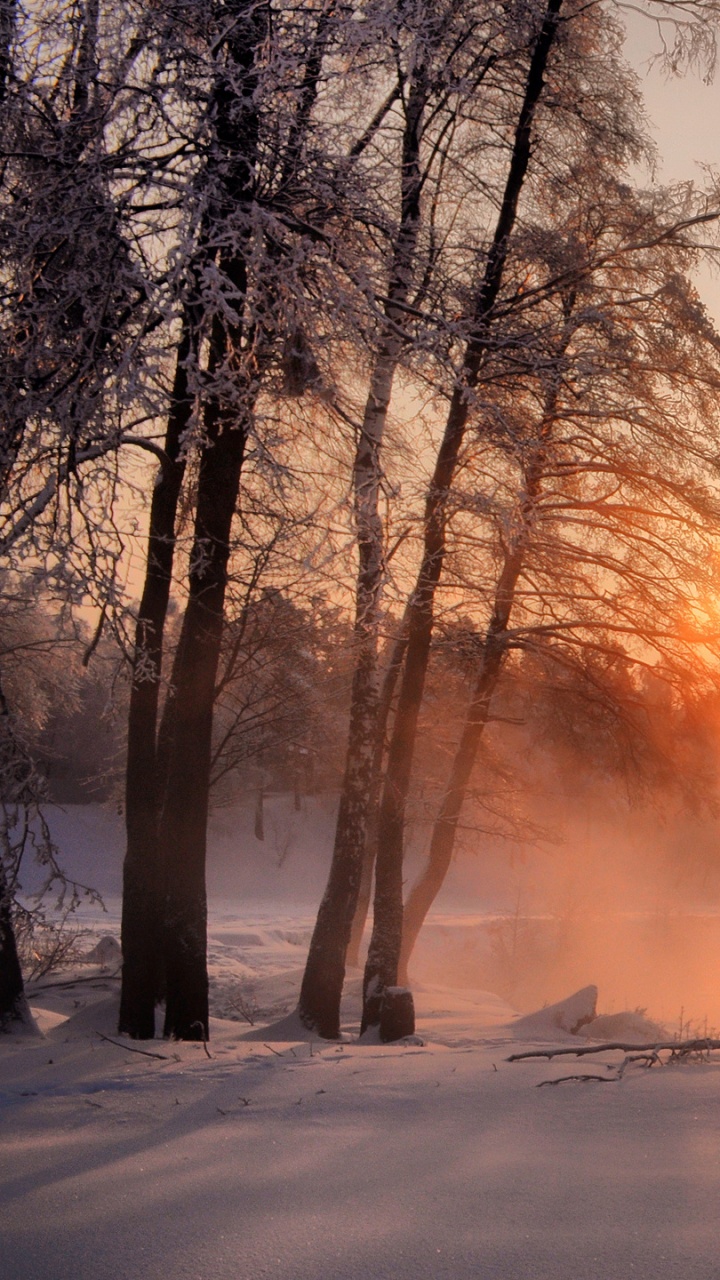Bare Trees on Snow Covered Ground During Sunset. Wallpaper in 720x1280 Resolution