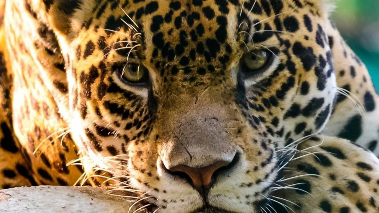 Brown and Black Leopard Lying on Gray Concrete Floor. Wallpaper in 1280x720 Resolution
