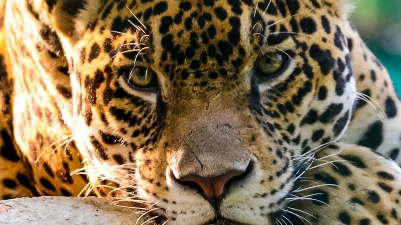 Leopardo Marrón y Negro Acostado Sobre un Piso de Concreto Gris. Wallpaper in 1366x768 Resolution