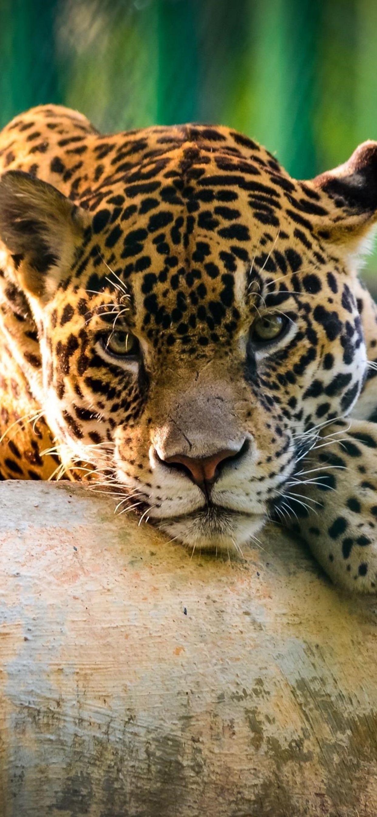 Brauner Und Schwarzer Leopard Auf Grauem Betonboden Liegend. Wallpaper in 1242x2688 Resolution