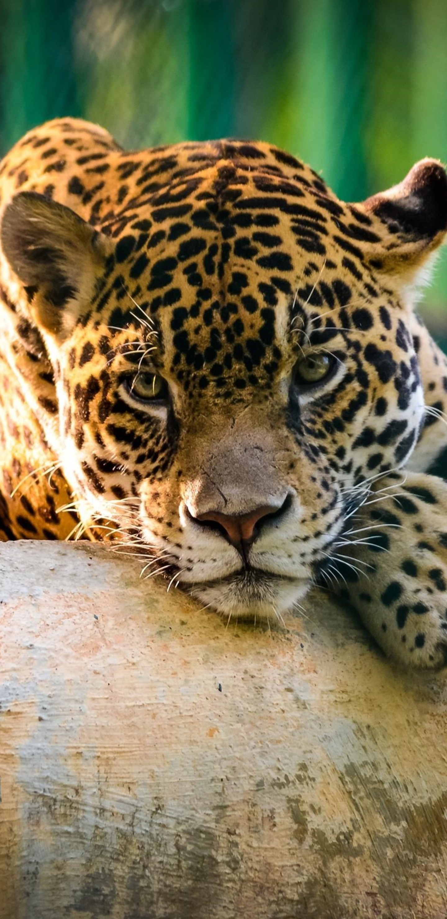 Brauner Und Schwarzer Leopard Auf Grauem Betonboden Liegend. Wallpaper in 1440x2960 Resolution