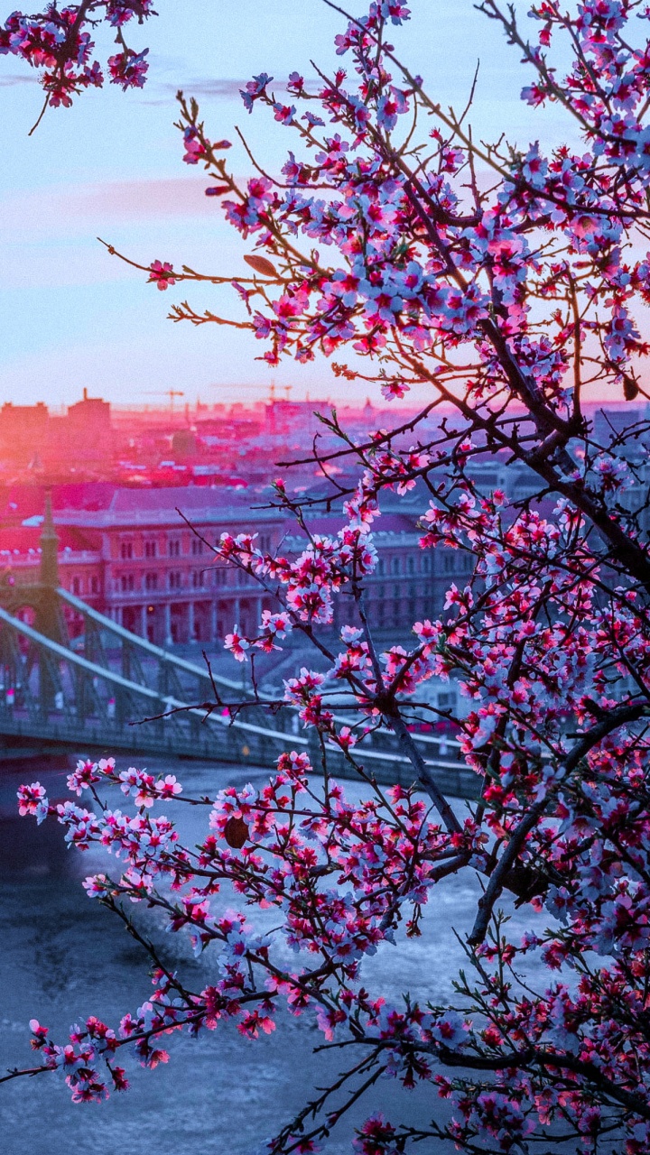 Gellrtberg, Ambra-Hotel, Tageszeit, Botanik, Natur. Wallpaper in 720x1280 Resolution