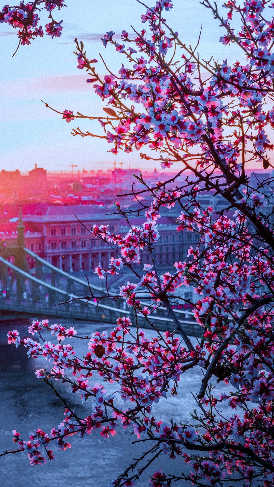 性质, 树枝, 自然景观, 粉红色 壁纸 1080x1920 允许