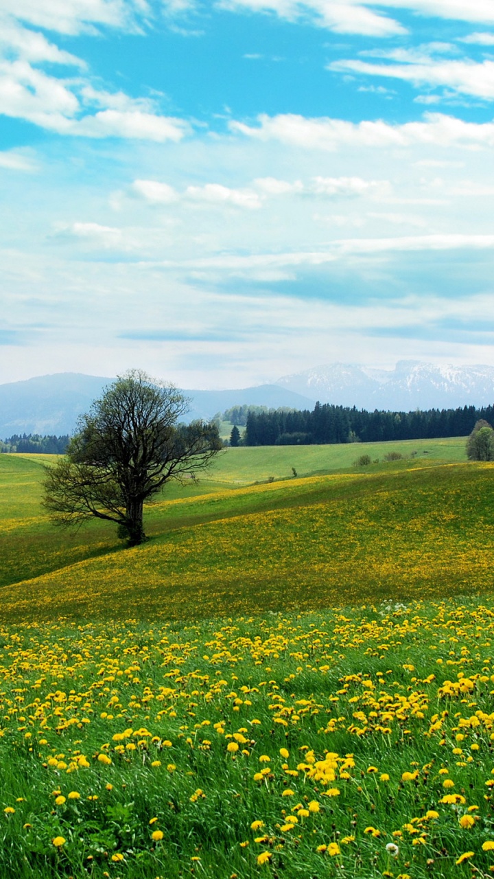 Tagsüber Grüne Wiese Unter Blauem Himmel. Wallpaper in 720x1280 Resolution