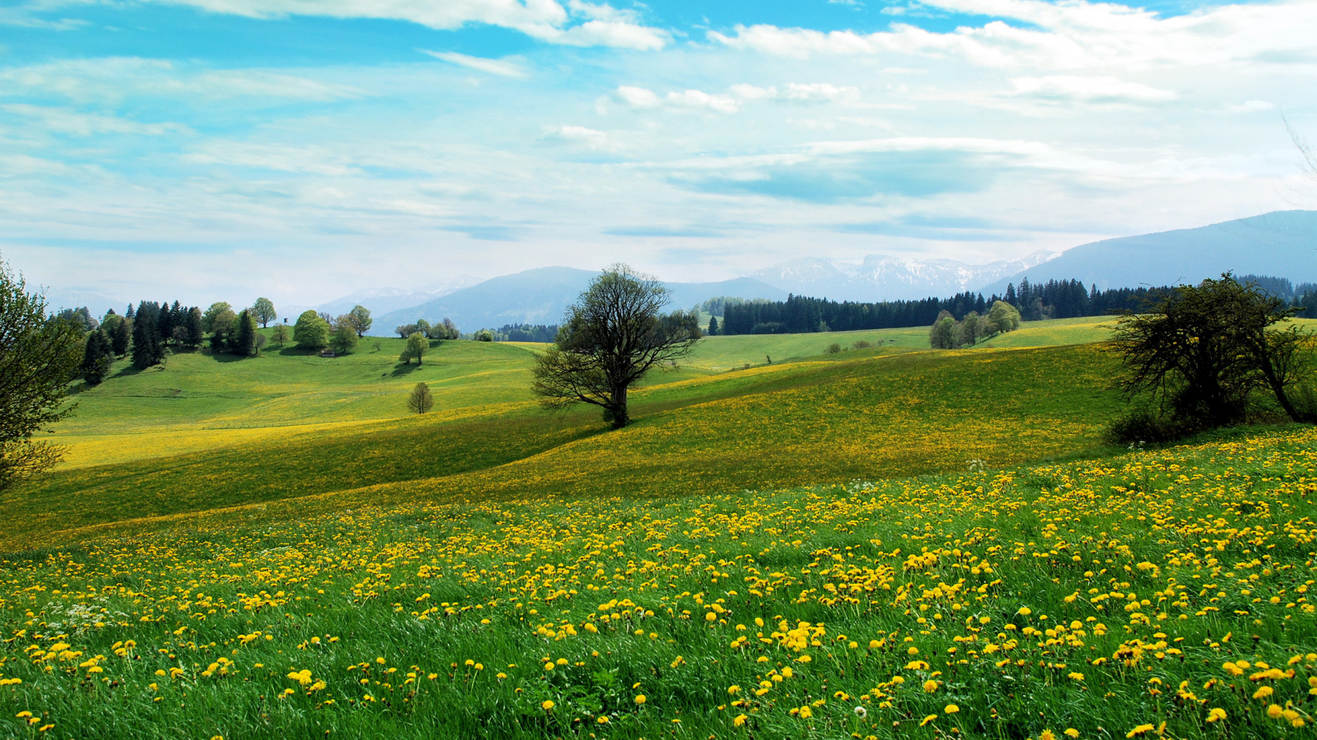 Green Grass Field Under Blue Sky During Daytime. Wallpaper in 1920x1080 Resolution
