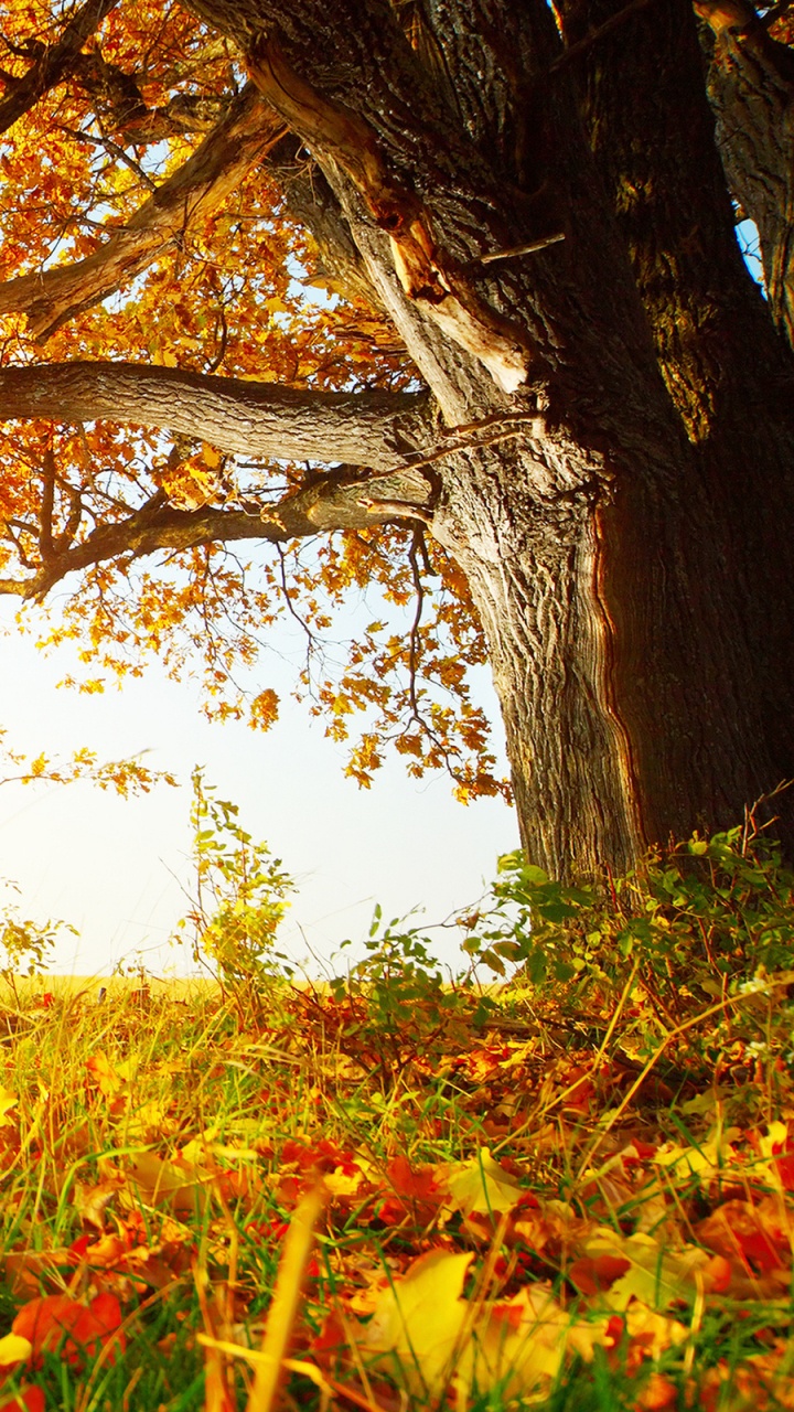 Rote Blumen Und Grünes Gras Tagsüber. Wallpaper in 720x1280 Resolution