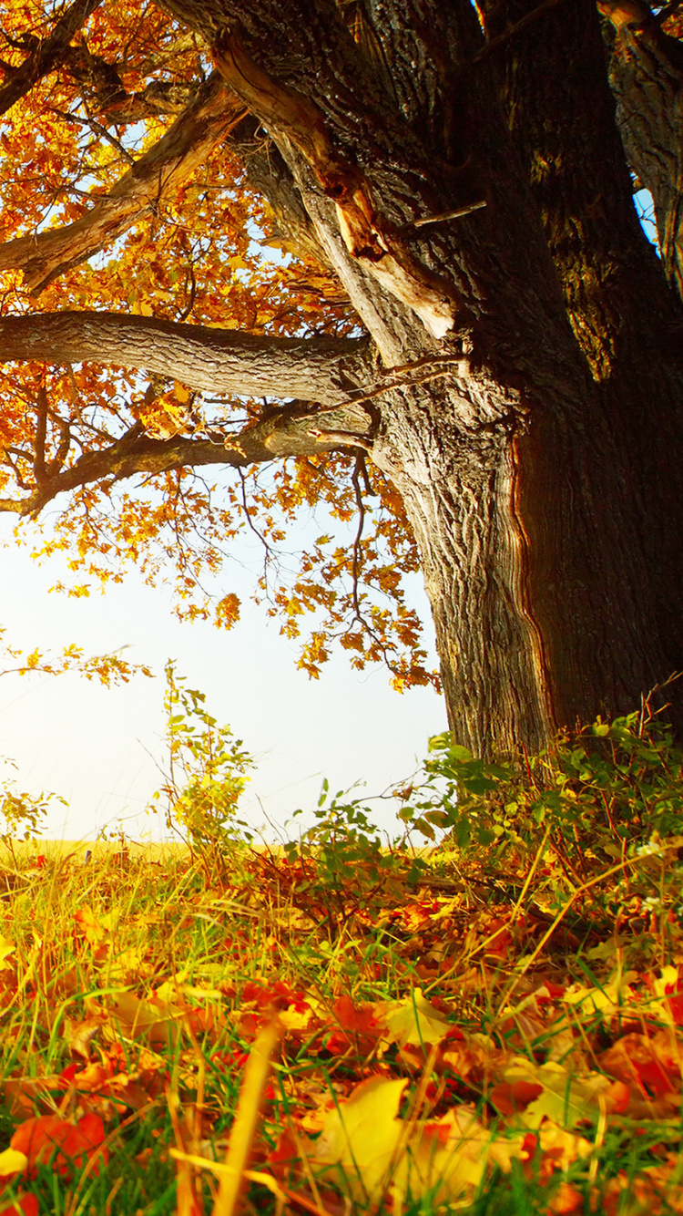 Red Flowers and Green Grass During Daytime. Wallpaper in 750x1334 Resolution