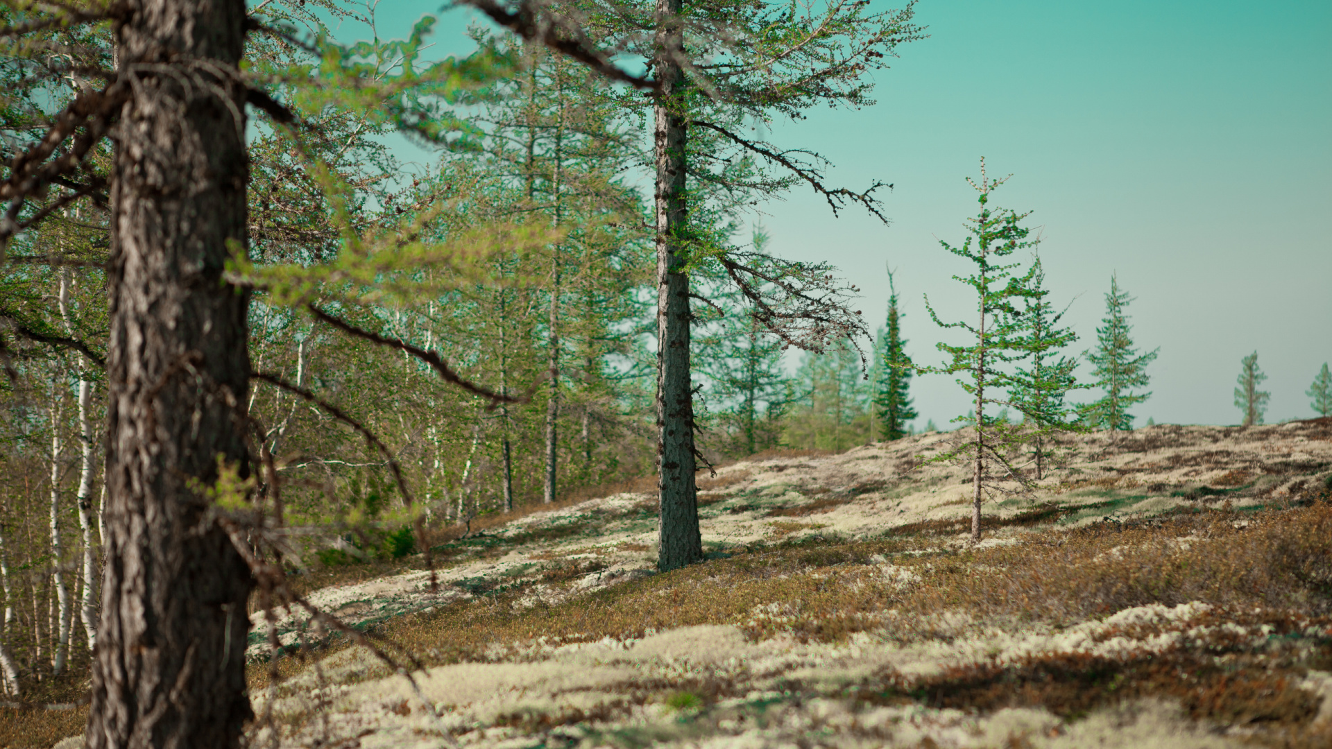 Green Trees Under Blue Sky During Daytime. Wallpaper in 1920x1080 Resolution