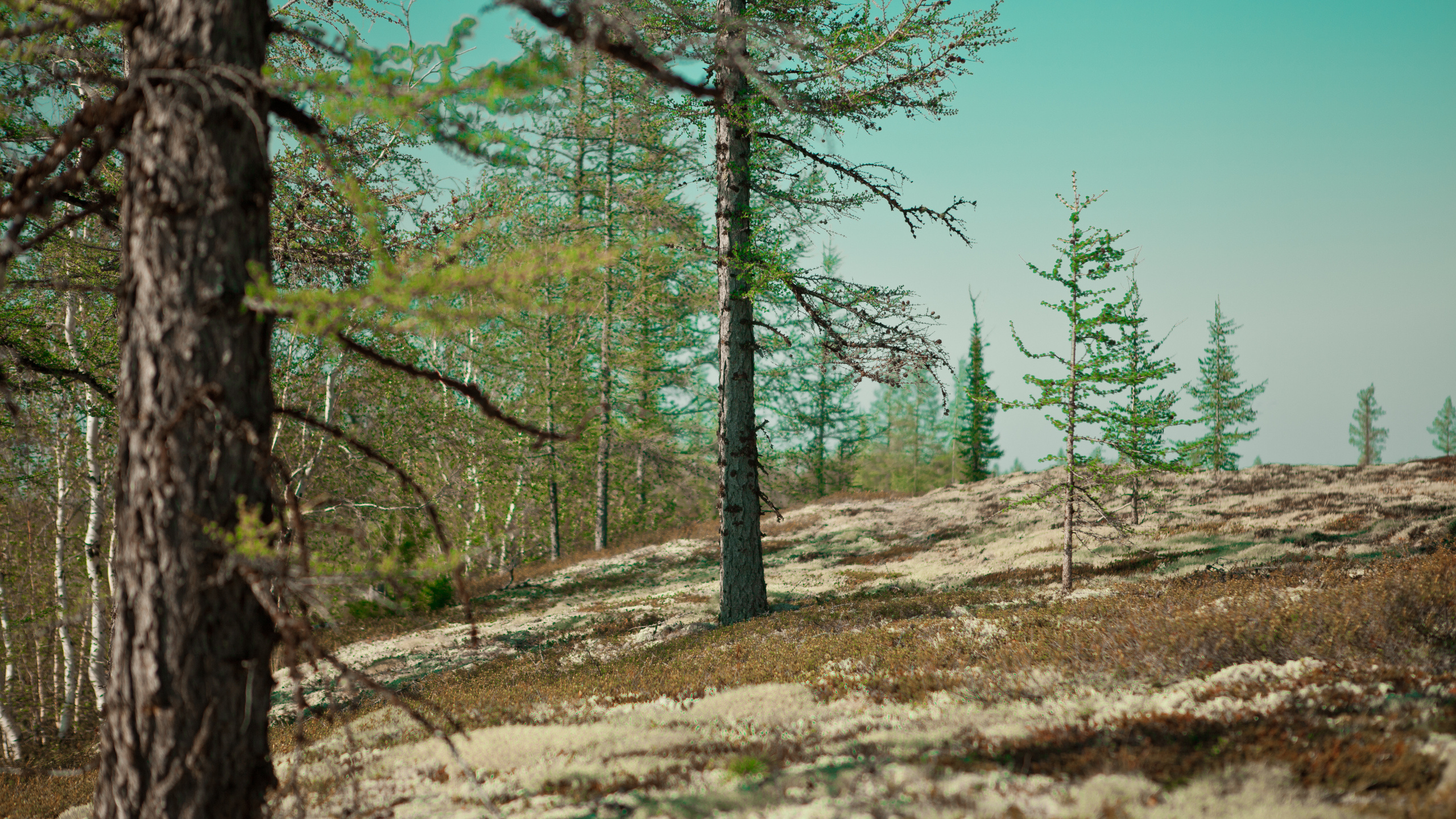 Arbres Verts Sous Ciel Bleu Pendant la Journée. Wallpaper in 2560x1440 Resolution