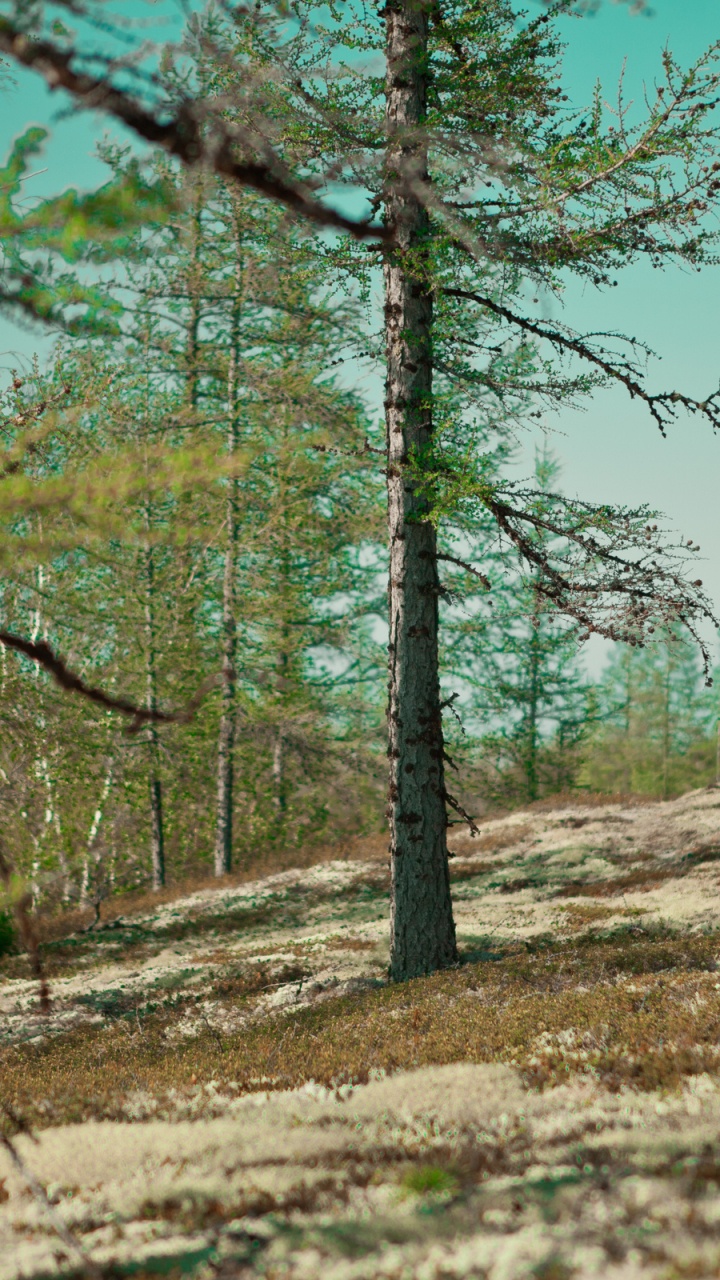 Arbres Verts Sous Ciel Bleu Pendant la Journée. Wallpaper in 720x1280 Resolution