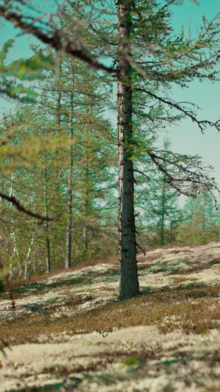 Árboles Verdes Bajo un Cielo Azul Durante el Día. Wallpaper in 750x1334 Resolution