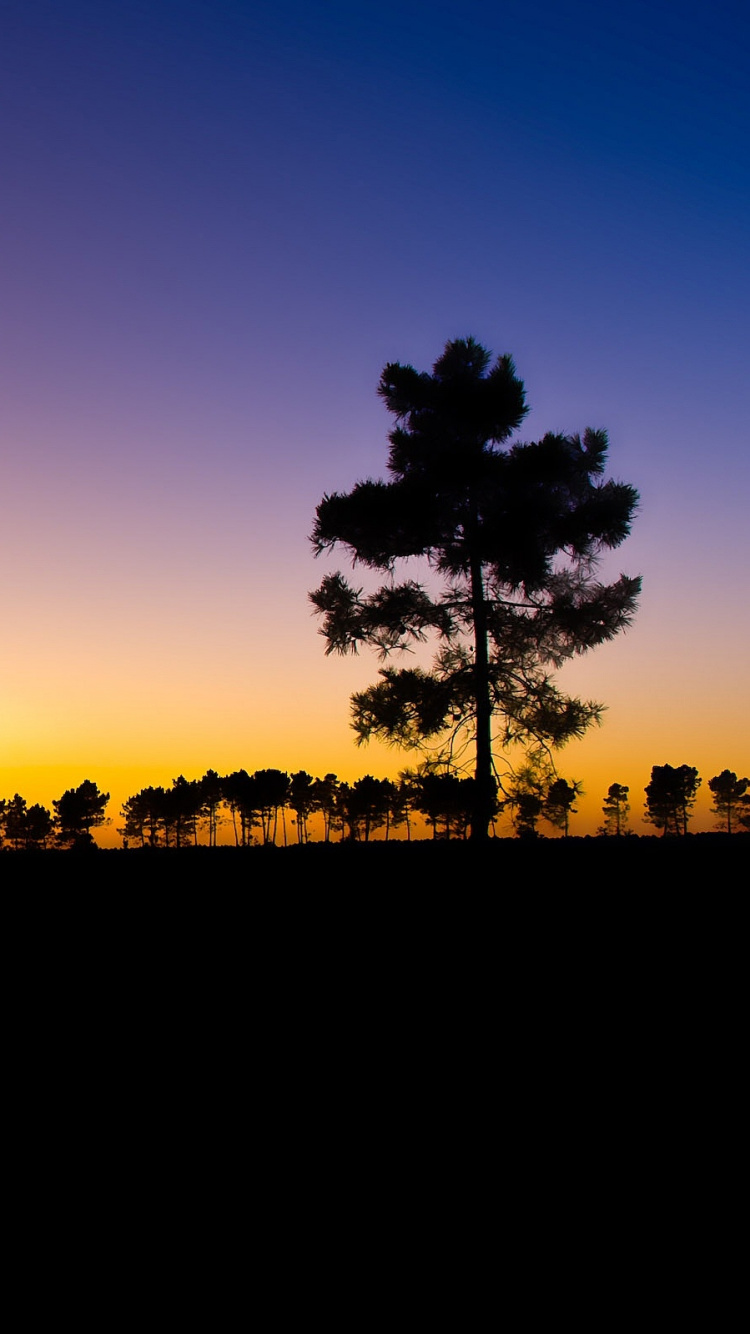 Silhouette Von Bäumen Bei Sonnenuntergang. Wallpaper in 750x1334 Resolution