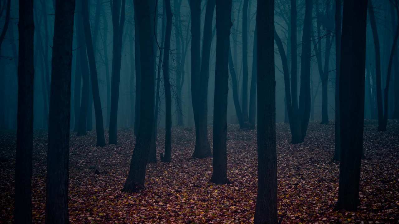 Dark Forest, Forest, Tree, Nature, Woodland. Wallpaper in 1280x720 Resolution