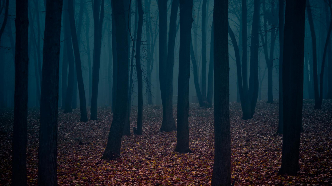 Dark Forest, Forest, Tree, Nature, Woodland. Wallpaper in 1366x768 Resolution