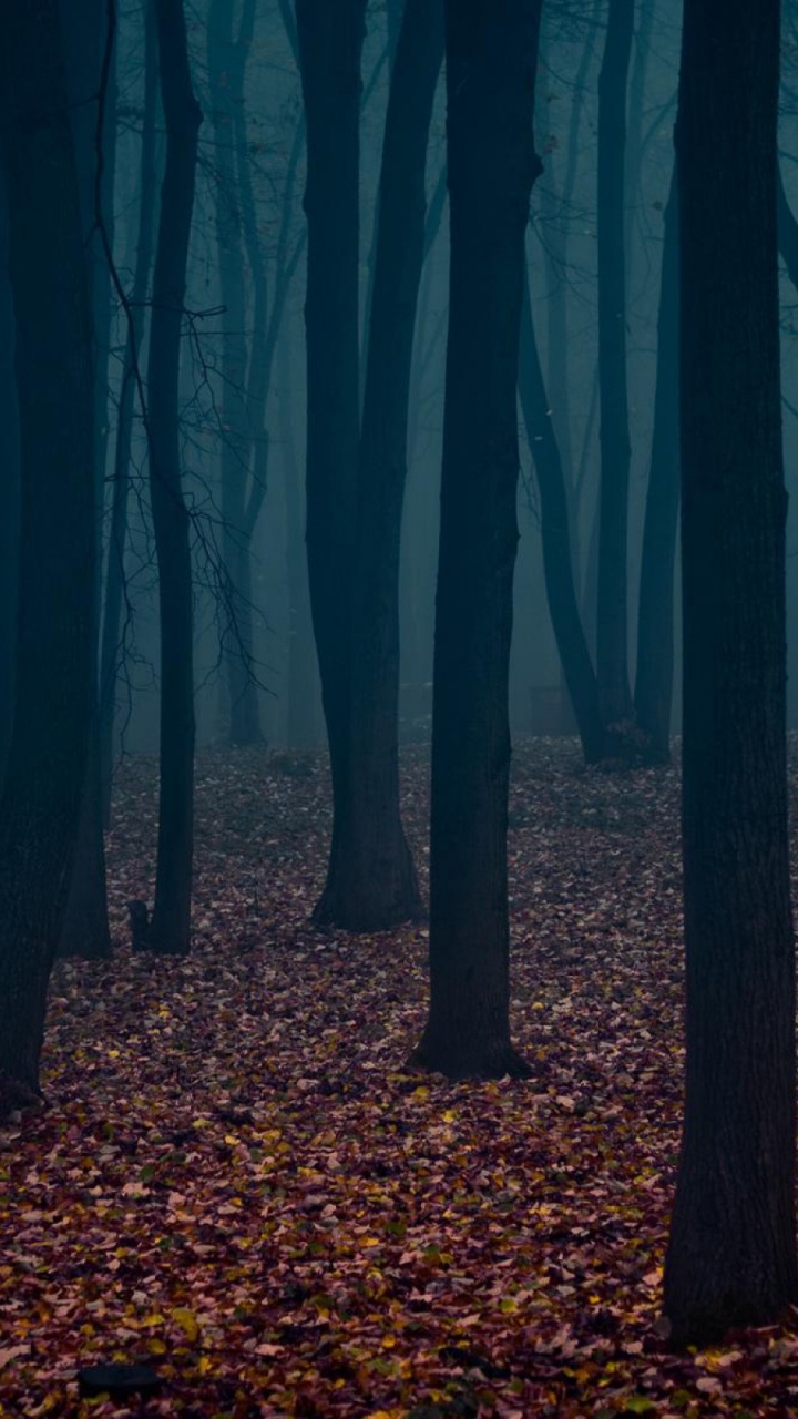 Dark Forest, Forest, Tree, Nature, Woodland. Wallpaper in 720x1280 Resolution