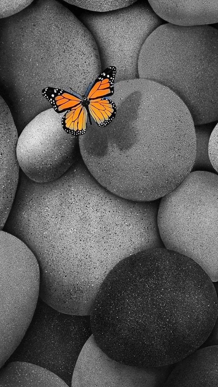 Orange and Black Butterfly on Blue Round Stone. Wallpaper in 720x1280 Resolution