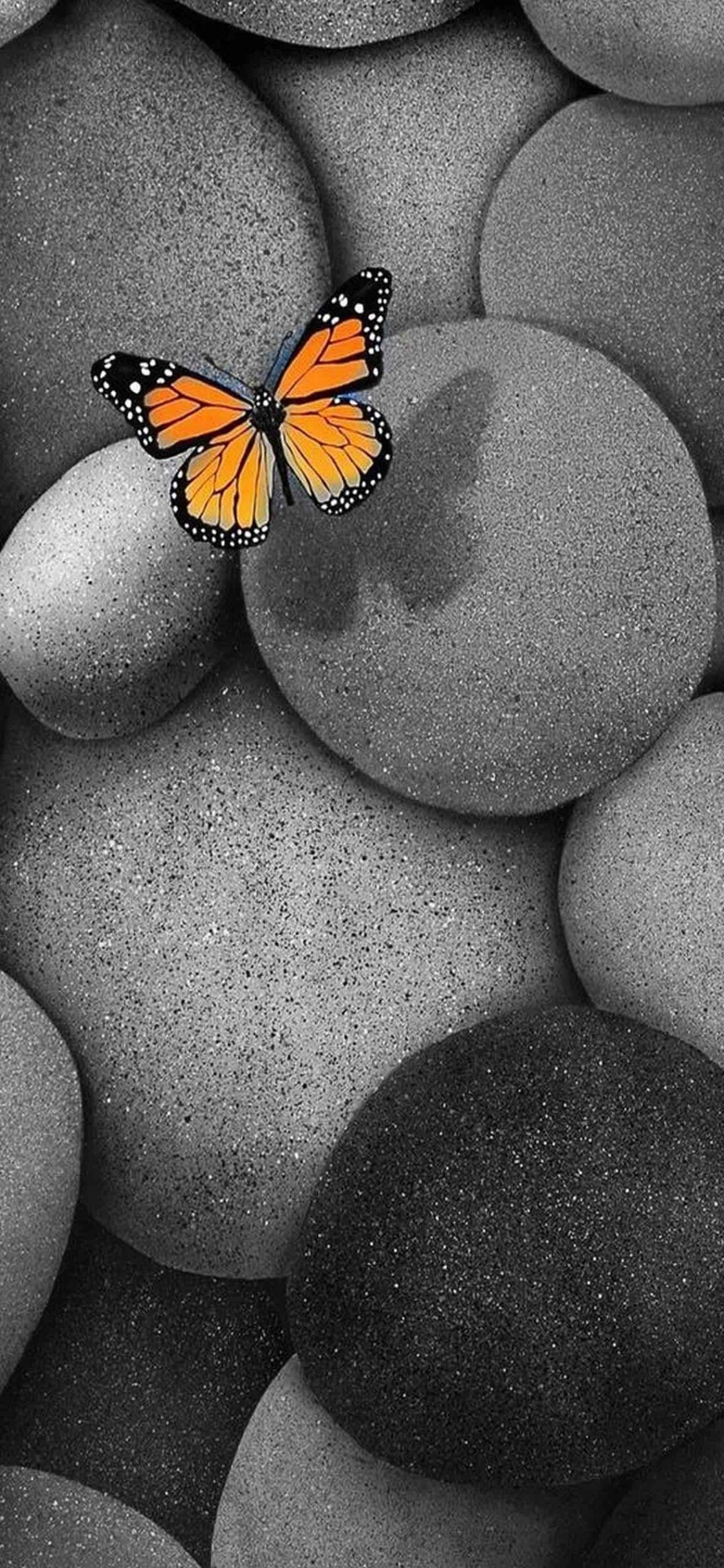 Mariposa Naranja y Negra Sobre Piedra Redonda Azul. Wallpaper in 1125x2436 Resolution