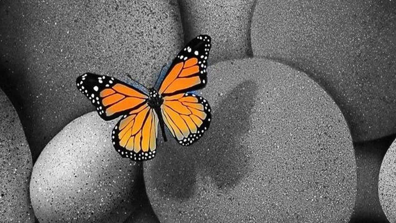 Mariposa Naranja y Negra Sobre Piedra Redonda Azul. Wallpaper in 1280x720 Resolution