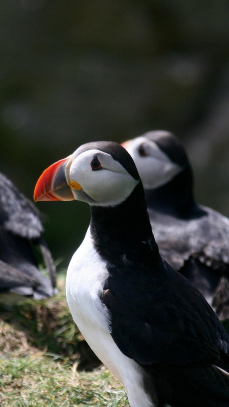 Oiseau Blanc et Noir Sur L'herbe Brune. Wallpaper in 750x1334 Resolution