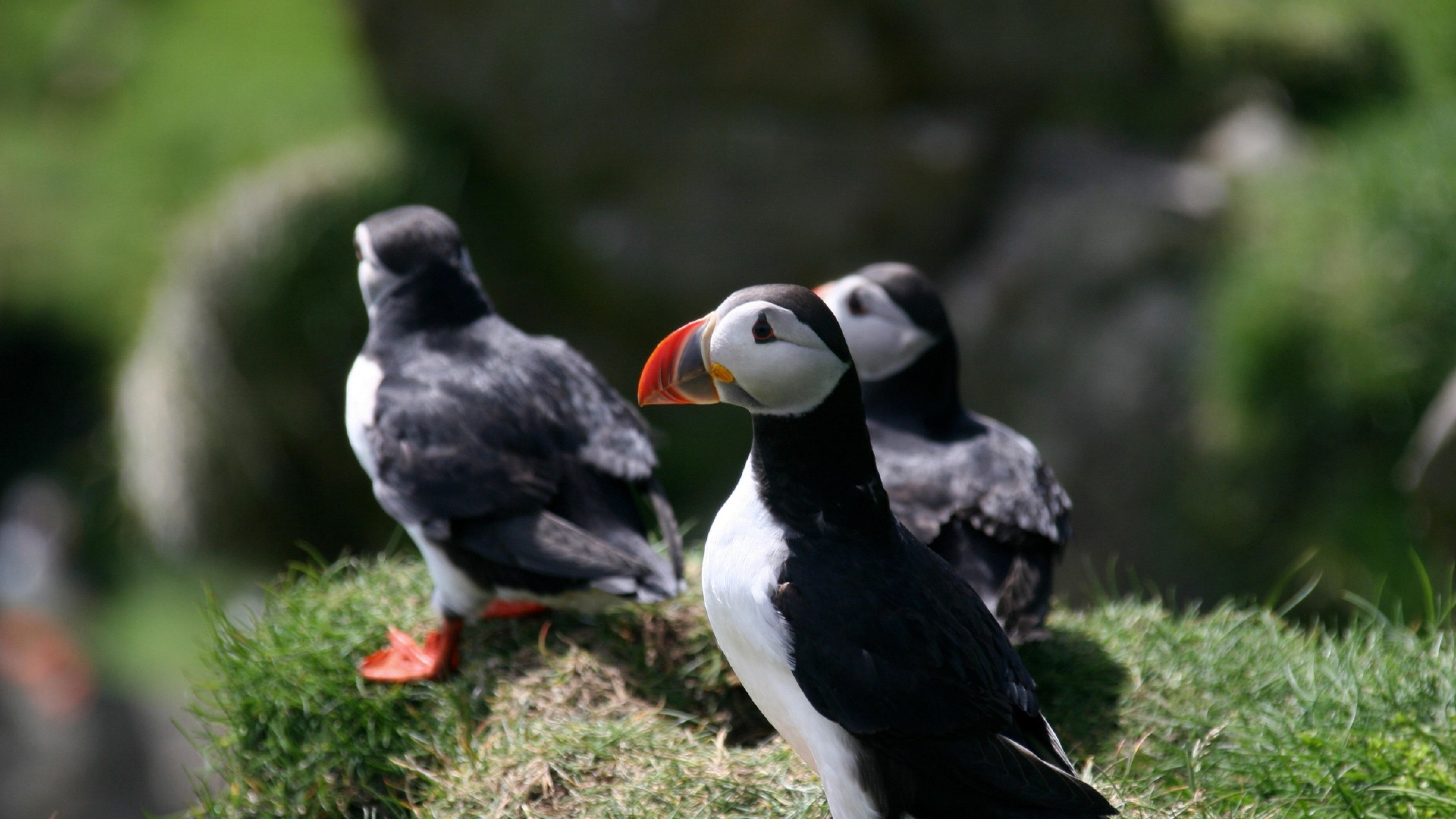 Weißer Und Schwarzer Vogel Auf Braunem Gras. Wallpaper in 3840x2160 Resolution