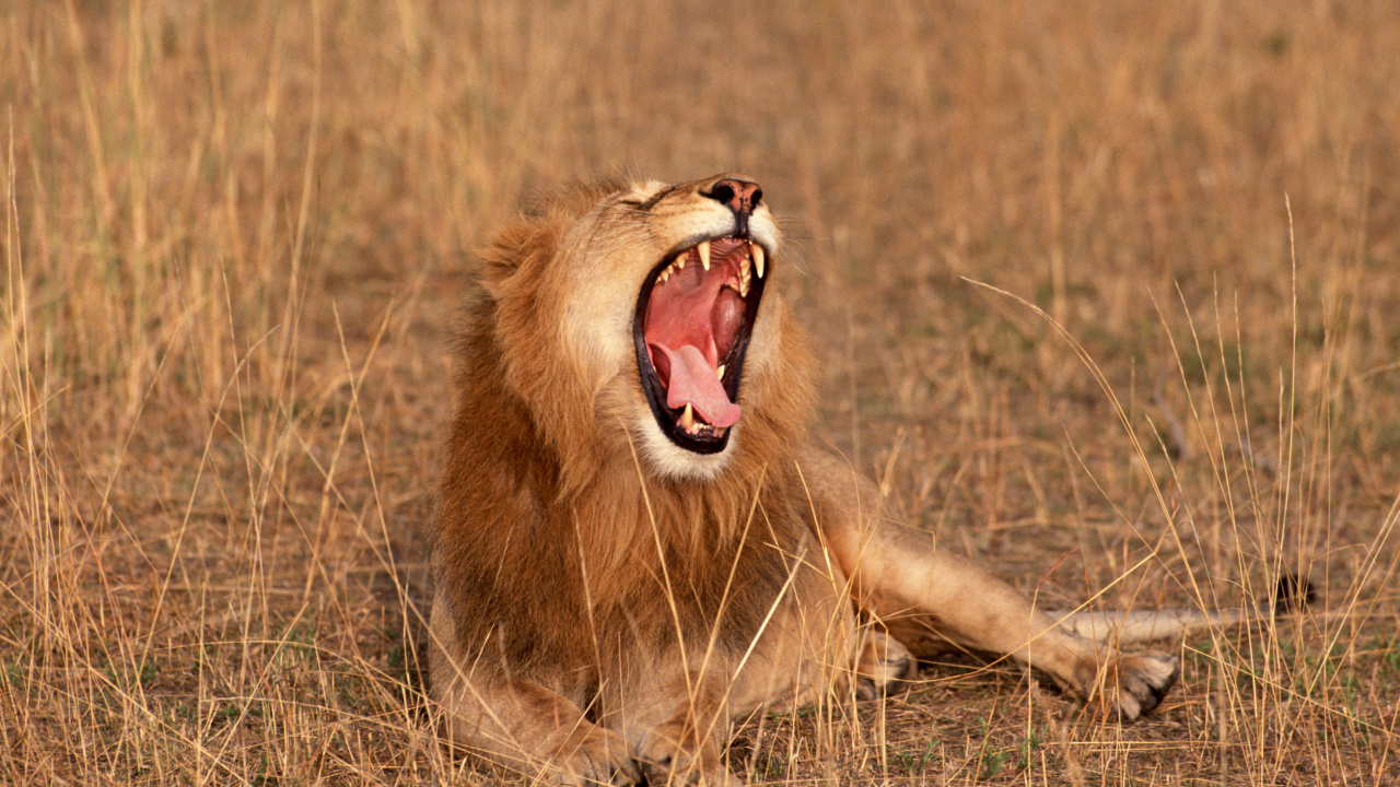 Lion Brun Sur Terrain D'herbe Brune Pendant la Journée. Wallpaper in 1280x720 Resolution