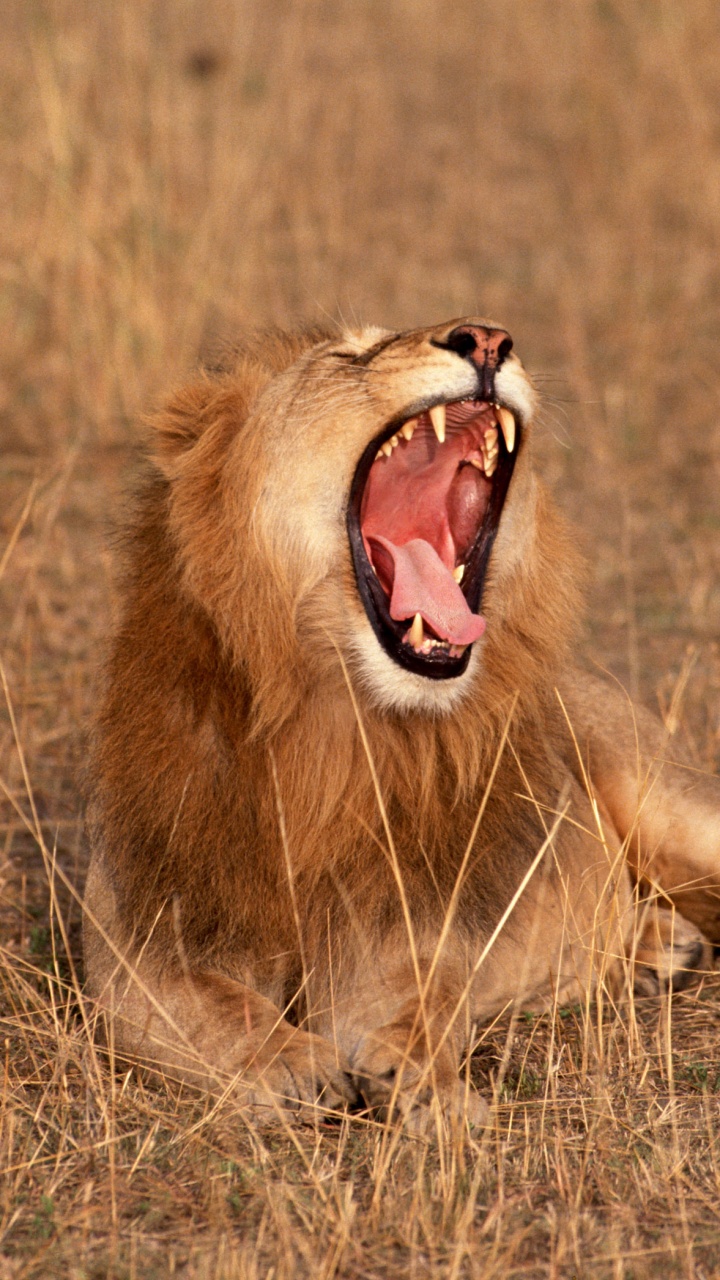 Lion Brun Sur Terrain D'herbe Brune Pendant la Journée. Wallpaper in 720x1280 Resolution