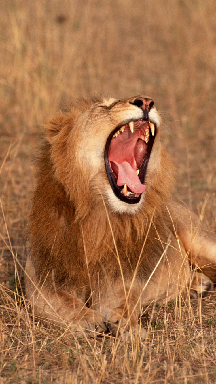 Brown Lion on Brown Grass Field During Daytime. Wallpaper in 750x1334 Resolution