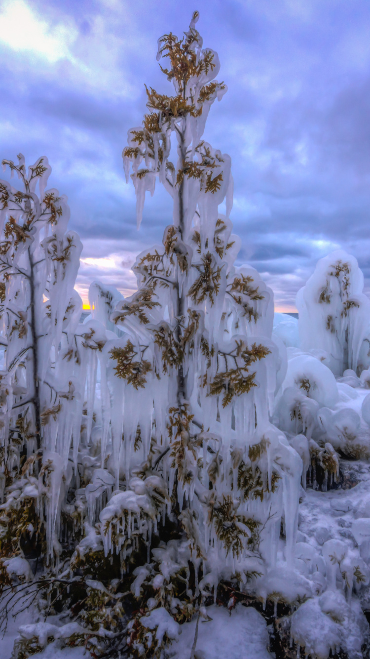 Schneebedeckte Bäume Unter Bewölktem Himmel Tagsüber. Wallpaper in 750x1334 Resolution
