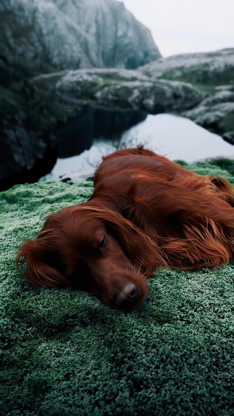 Dachshund, Irish Setter, English Springer Spaniel, Golden Retriever, Sheltie. Wallpaper in 750x1334 Resolution