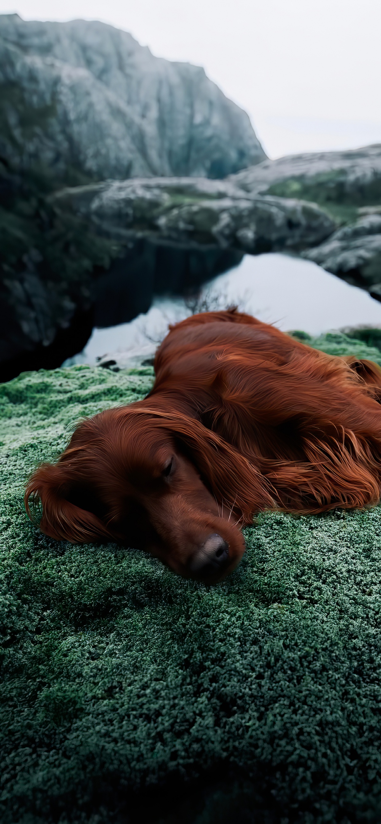 Dachshund, Setter Irlandés, Springer Spaniel Inglés, Golden Retriever, Sheltie. Wallpaper in 1242x2688 Resolution