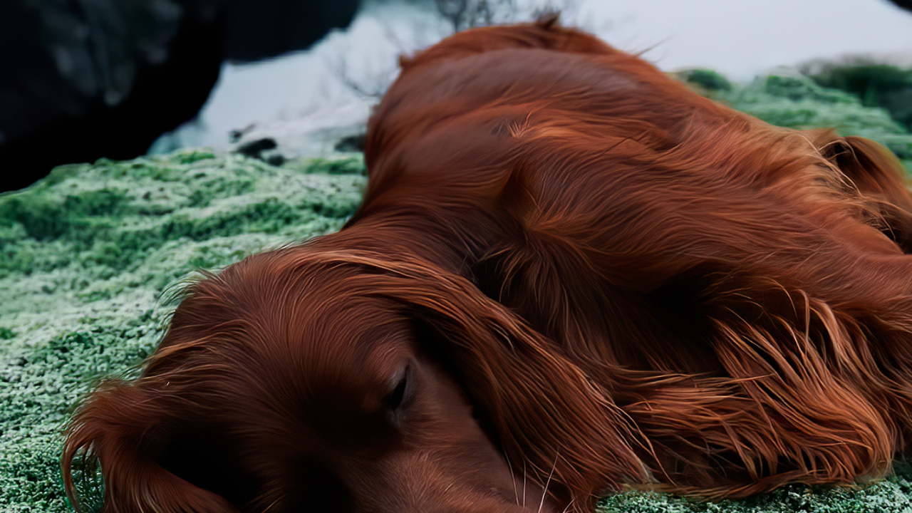 Dachshund, Setter Irlandés, Springer Spaniel Inglés, Golden Retriever, Sheltie. Wallpaper in 1280x720 Resolution