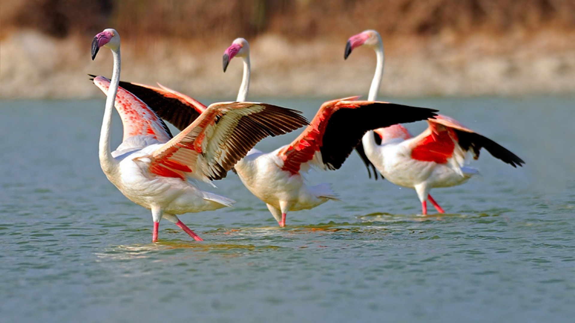 Flamants Roses Blancs et Roses Sur L'eau Pendant la Journée. Wallpaper in 1920x1080 Resolution