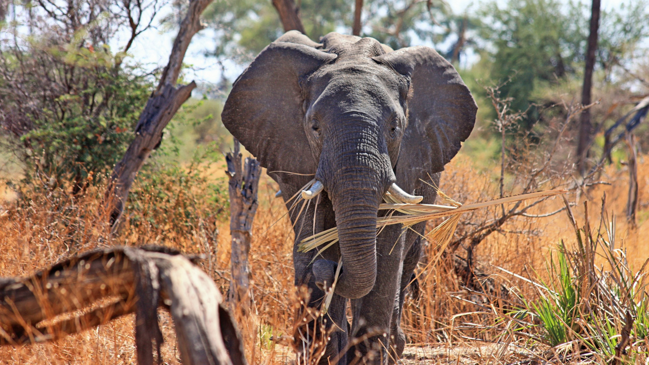 Elephant Walking on Brown Grass Field During Daytime. Wallpaper in 1280x720 Resolution