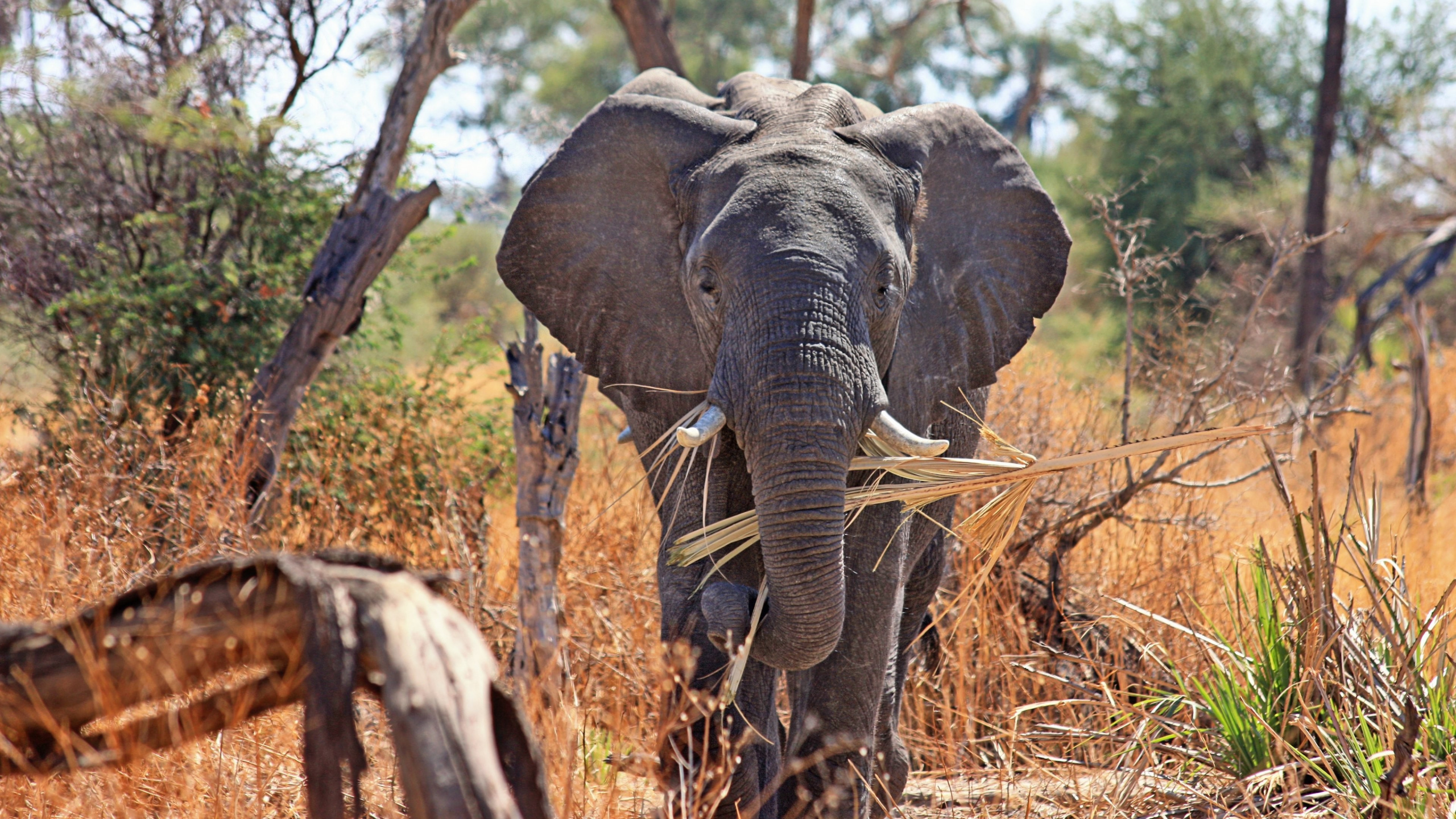 Elephant Walking on Brown Grass Field During Daytime. Wallpaper in 2560x1440 Resolution