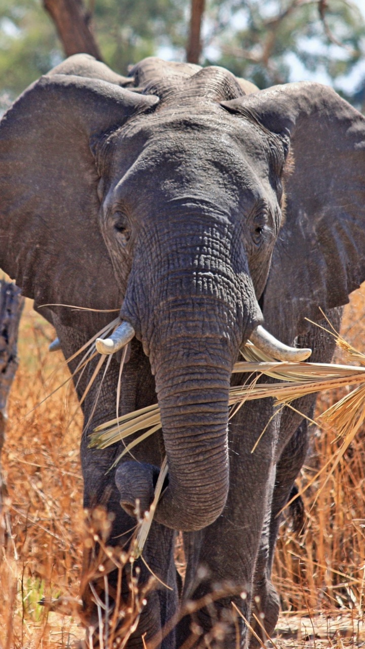 Elephant Walking on Brown Grass Field During Daytime. Wallpaper in 720x1280 Resolution
