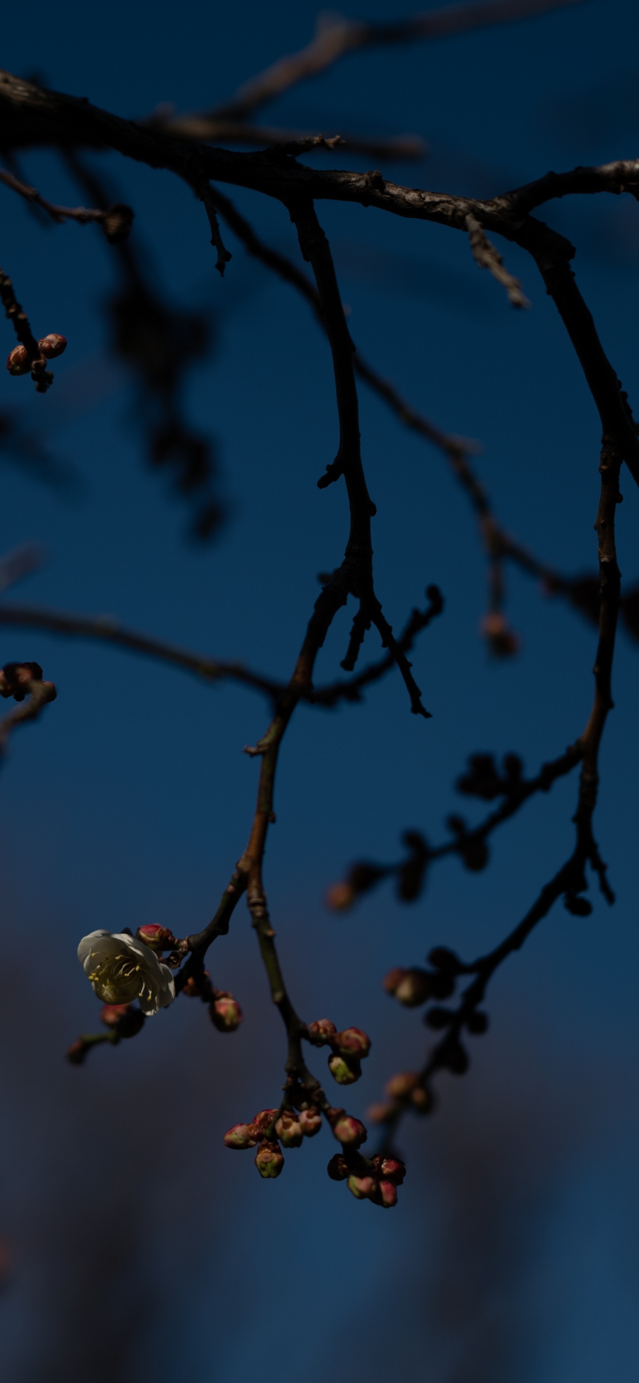 Feuilles Brunes Sur Une Branche D'arbre. Wallpaper in 1242x2688 Resolution