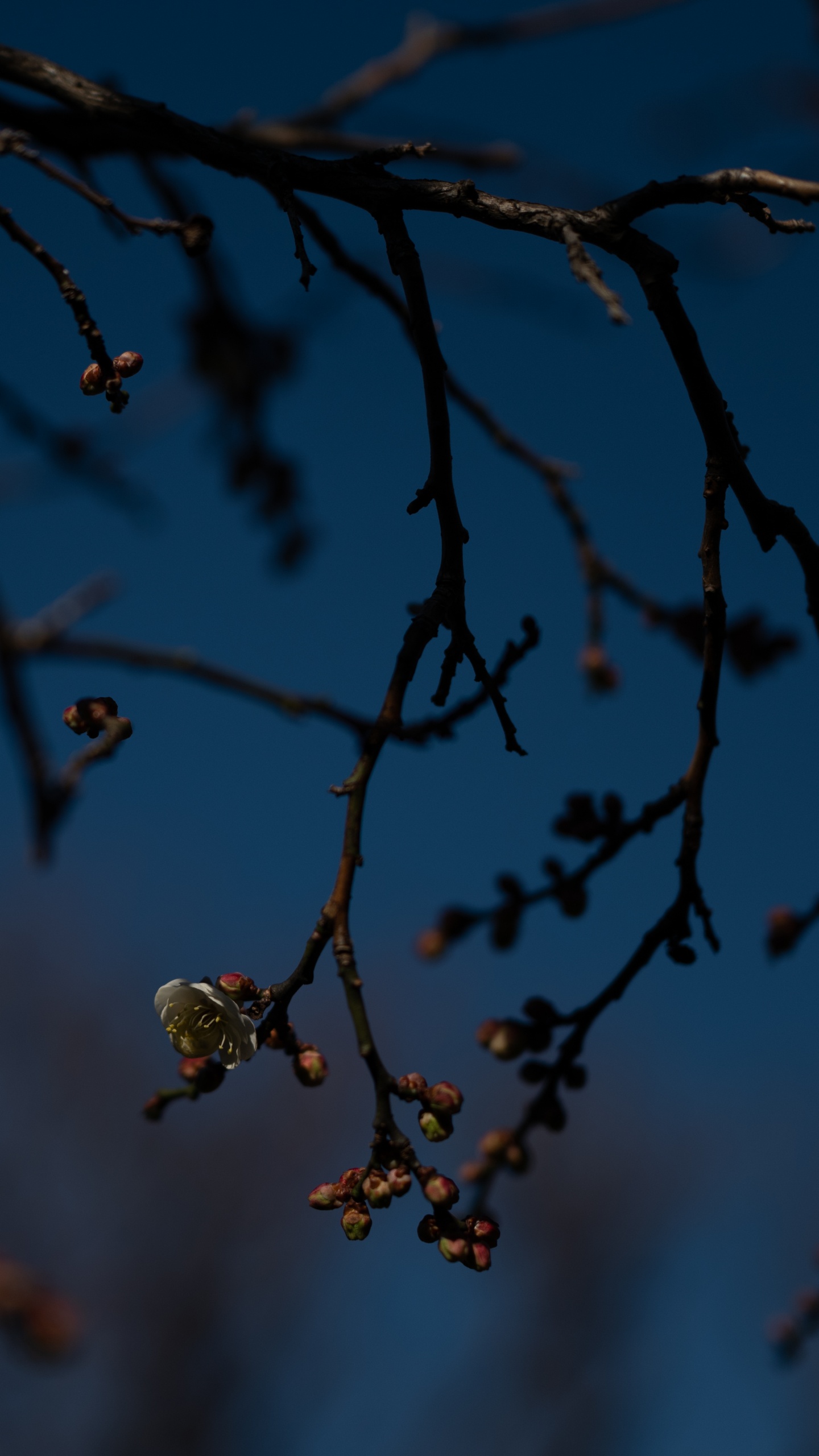 Hojas Marrones en la Rama de un Árbol. Wallpaper in 1440x2560 Resolution